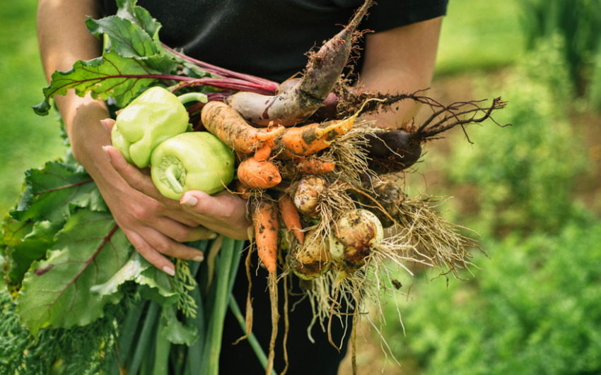 A hand full of veggies pulled straight from the garden