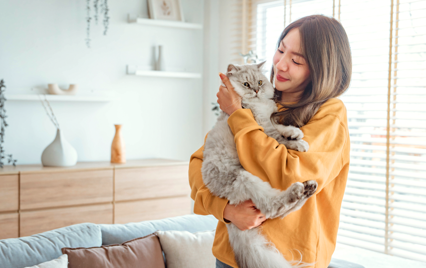 Happy woman with yellow sweatshirt holding a big whitish gray fluffy cat in a living room.